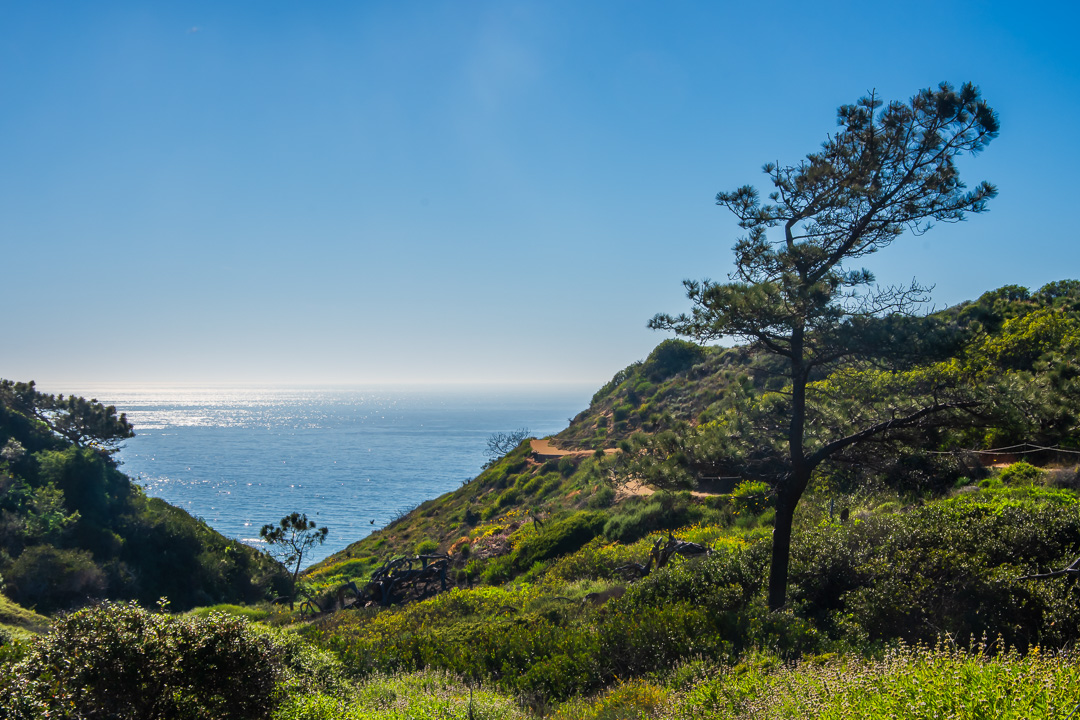 Torrey Pines