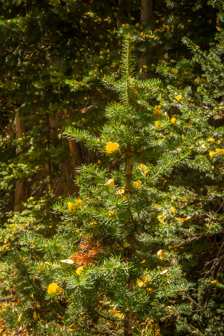Aspen Petals